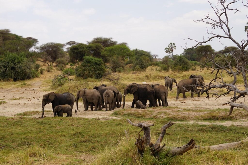 Best Time to Visit Tarangire