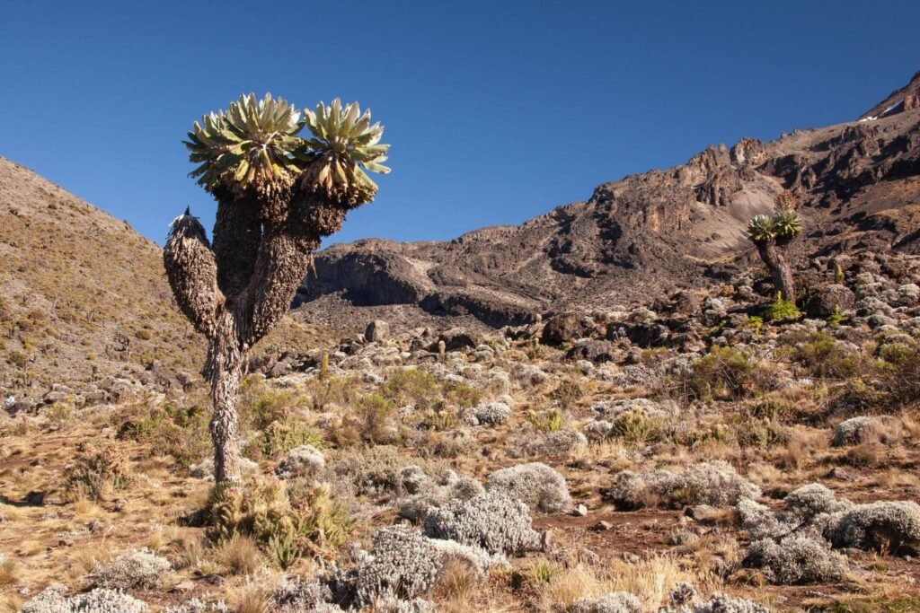 Join Kilimanjaro Climbing Tours in 2025 or 2026