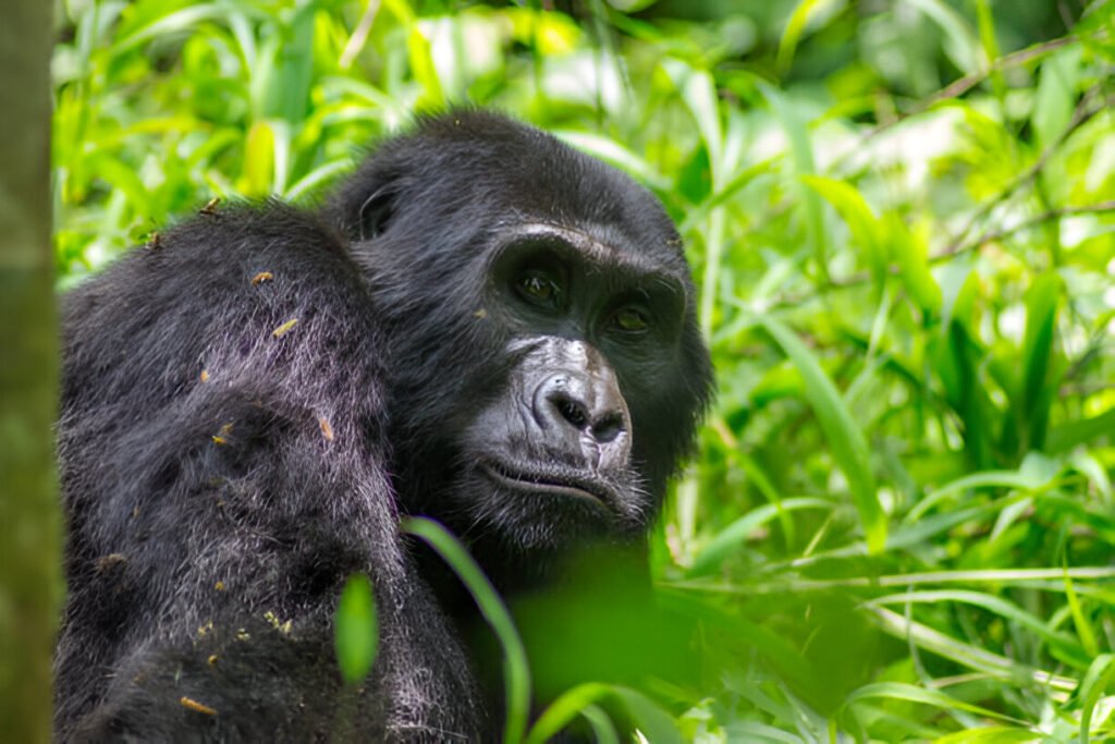 Best African Safari Countries