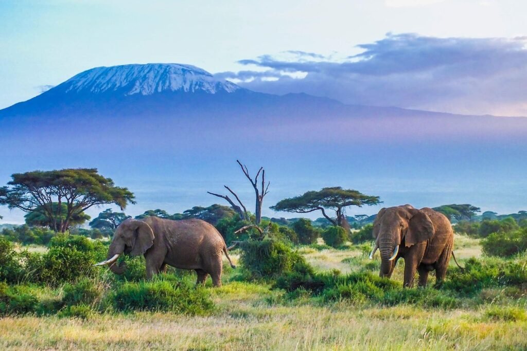 Hikers trekking along the Lemosho route on Mount Kilimanjaro