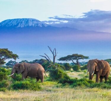 Hikers trekking along the Lemosho route on Mount Kilimanjaro