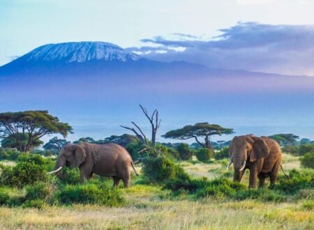 Hikers trekking along the Lemosho route on Mount Kilimanjaro