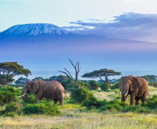 Hikers trekking along the Lemosho route on Mount Kilimanjaro