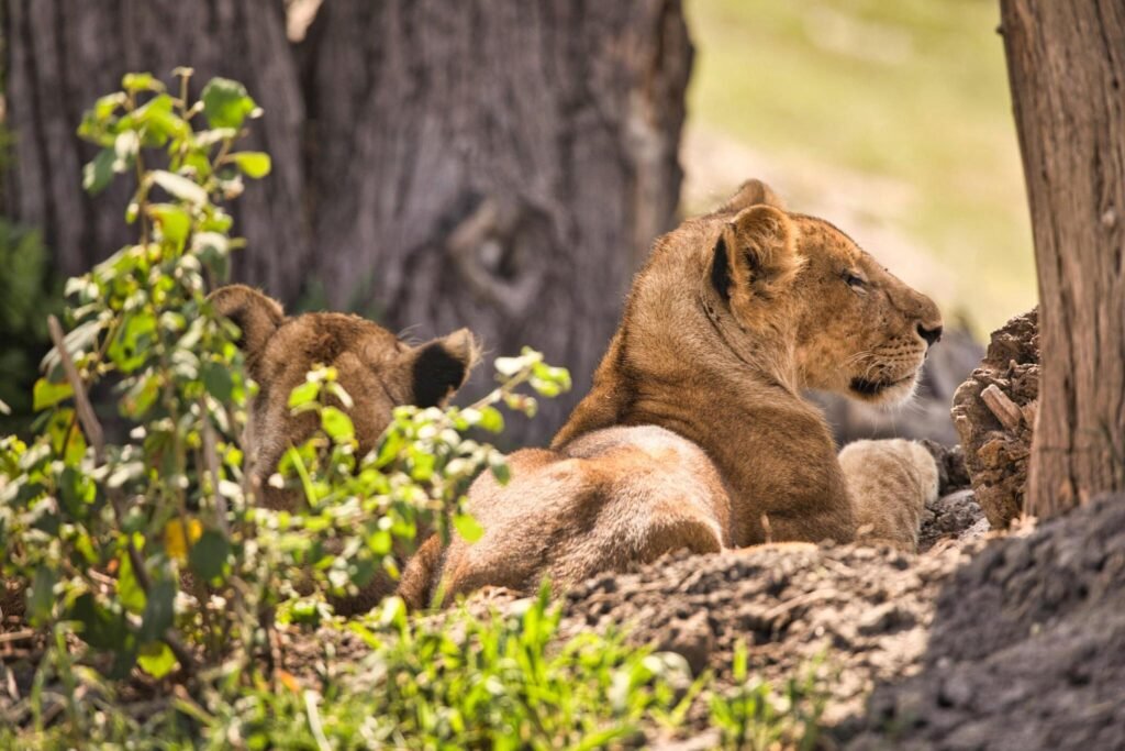 1 DAY TANZANIA PRIVATE BIG 5 SAFARI TO NGORONGORO CRATER (drive in drive out) 2024