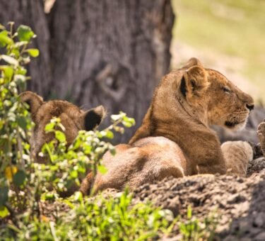 what Should I Pack for Safari? in 2025