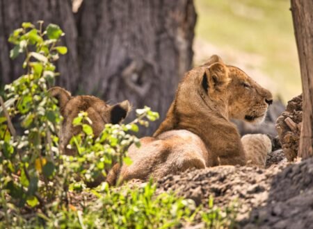 1 DAY TANZANIA PRIVATE BIG 5 SAFARI TO NGORONGORO CRATER (drive in drive out) 2024