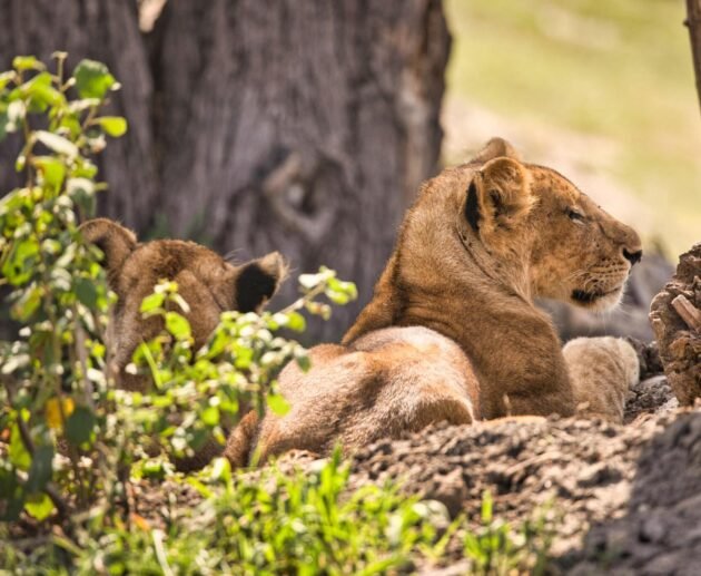 1 DAY TANZANIA PRIVATE BIG 5 SAFARI TO NGORONGORO CRATER (drive in drive out) 2024