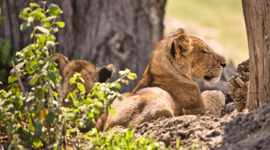 1 DAY TANZANIA PRIVATE BIG 5 SAFARI TO NGORONGORO CRATER (drive in drive out) 2024