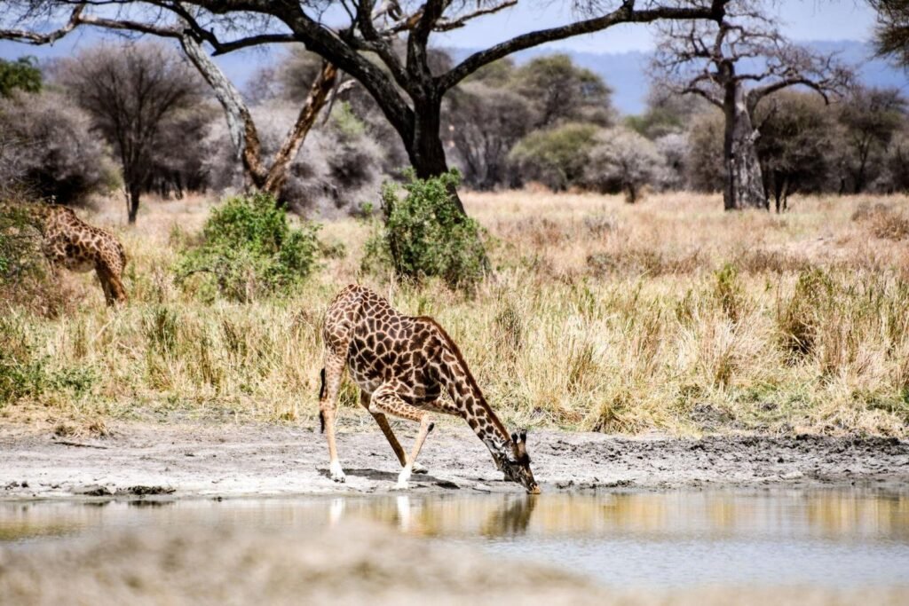 Tanzania Safari Explore the Best Wildlife and Adventure