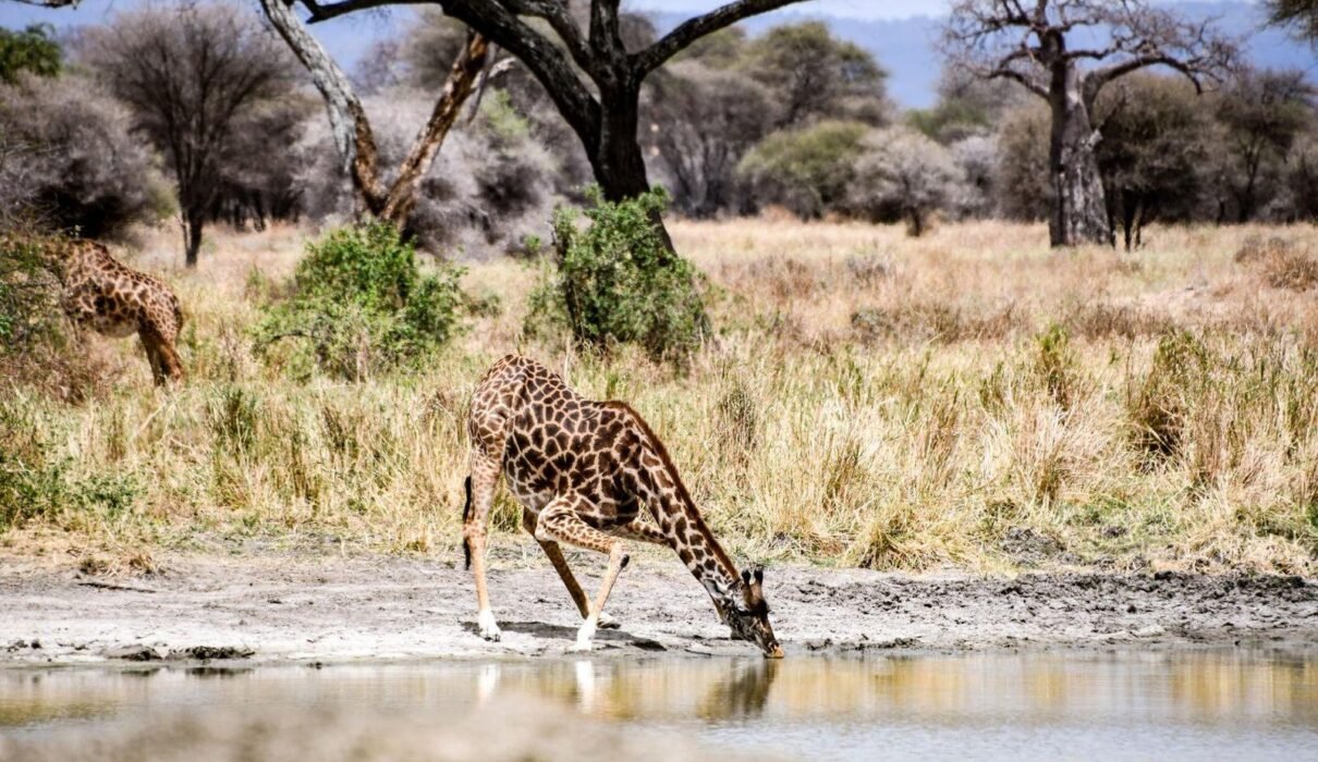 4-days Tanzania Safari 2024-2025 4-days Ngorongoro/Serengeti