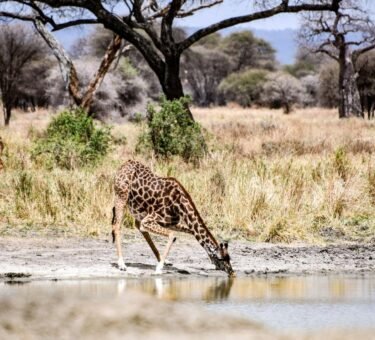 4-days Tanzania Safari 2026-2027 4-days Ngorongoro/Serengeti