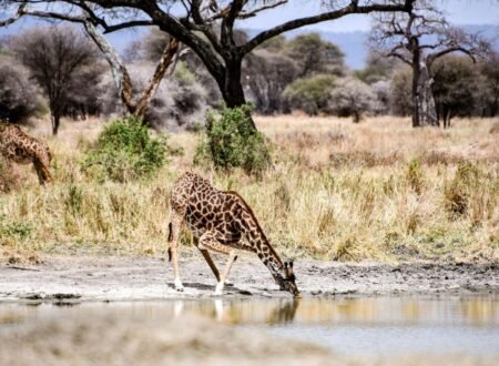 4-days Tanzania Safari 2024-2025 4-days Ngorongoro/Serengeti