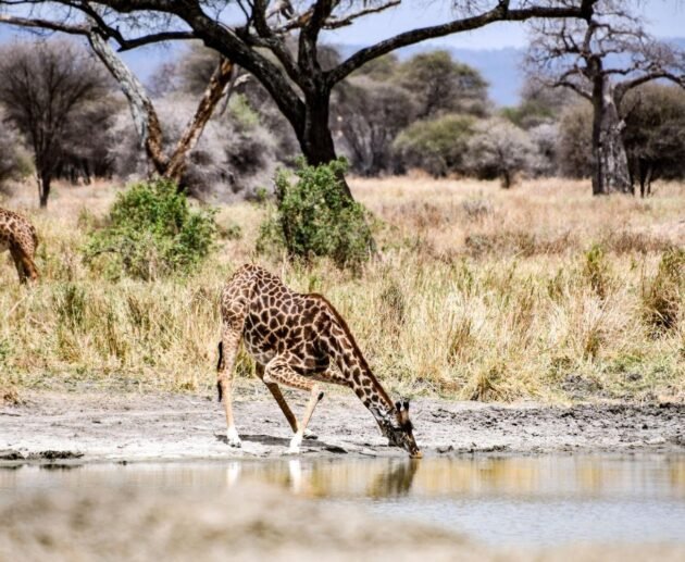 4-days Tanzania Safari 2024-2025 4-days Ngorongoro/Serengeti