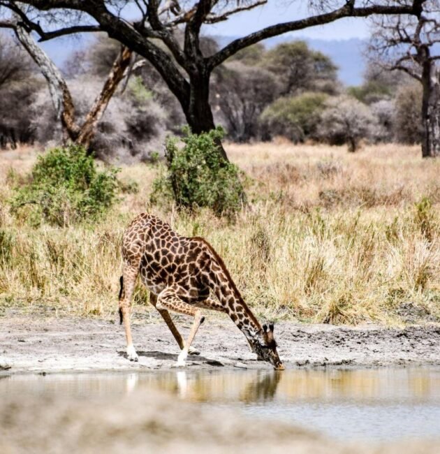 4-days Tanzania Safari 2026-2027 4-days Ngorongoro/Serengeti