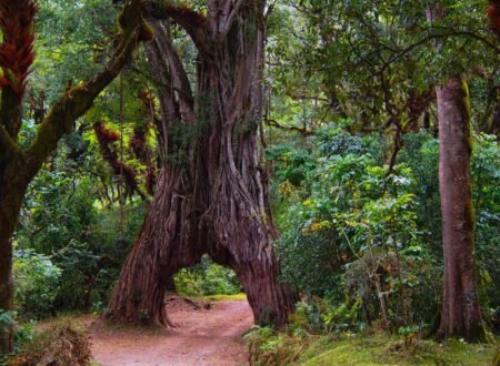 Mount Meru Tanzania: A Comprehensive Guide to Climbing the Forgotten Giant