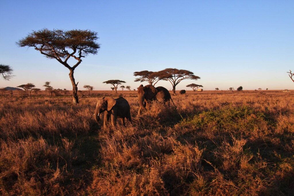 1_day_safari_lake_manyara_tanzania_private_big_5_safari_drive_in_drive_out