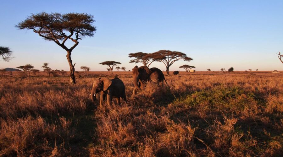 1-DAY TANZANIA PRIVATE BIG 5 SAFARIS