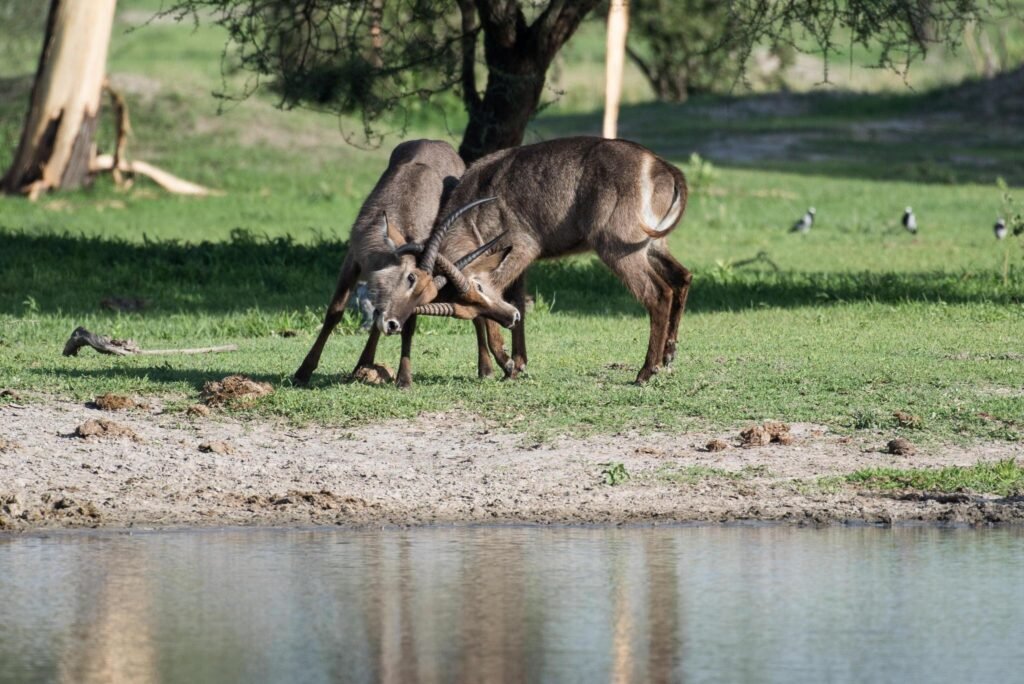 2DAYS TANZANIA SHARING (JOINING) SAFARI IN LAKE MANYARA AND NGORONGORO CRATER 2024