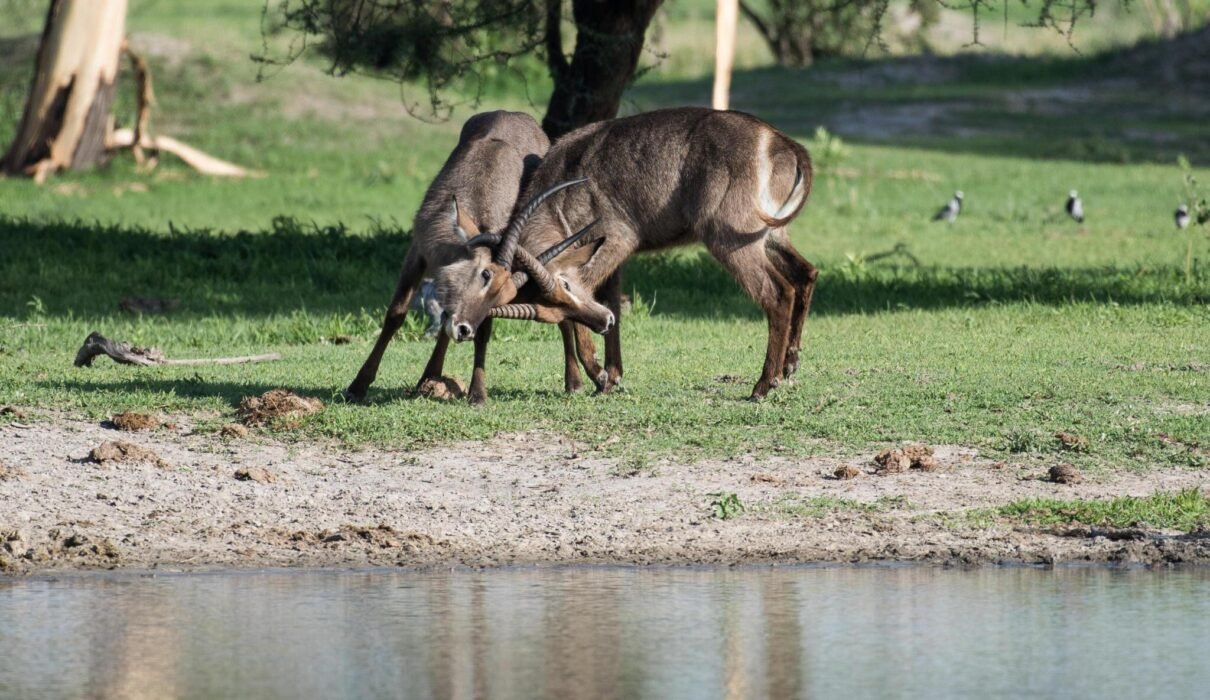 2DAYS TANZANIA SHARING (JOINING) SAFARI IN LAKE MANYARA AND NGORONGORO CRATER 2024