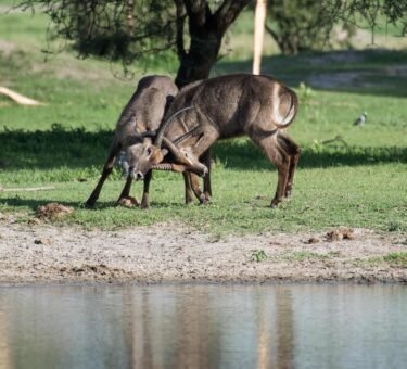 2DAYS TANZANIA SHARING (JOINING) SAFARI IN LAKE MANYARA AND NGORONGORO CRATER 2024