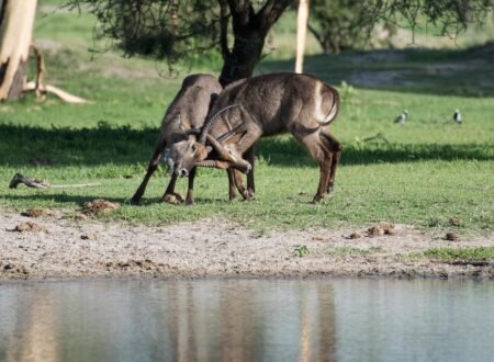 2DAYS TANZANIA SHARING (JOINING) SAFARI IN LAKE MANYARA AND NGORONGORO CRATER 2024