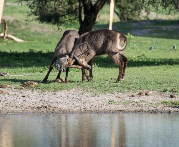 2DAYS TANZANIA SHARING (JOINING) SAFARI IN LAKE MANYARA AND NGORONGORO CRATER 2024