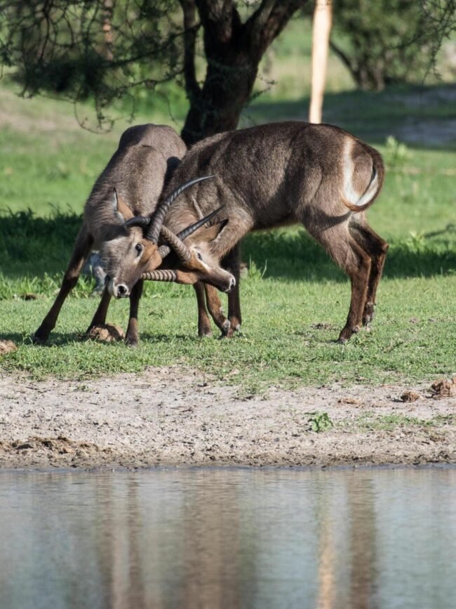 2DAYS TANZANIA SHARING (JOINING) SAFARI IN LAKE MANYARA AND NGORONGORO CRATER 2026