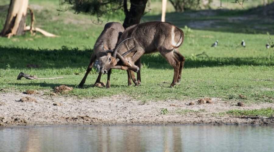 2DAYS TANZANIA SHARING (JOINING) SAFARI IN LAKE MANYARA AND NGORONGORO CRATER 2024