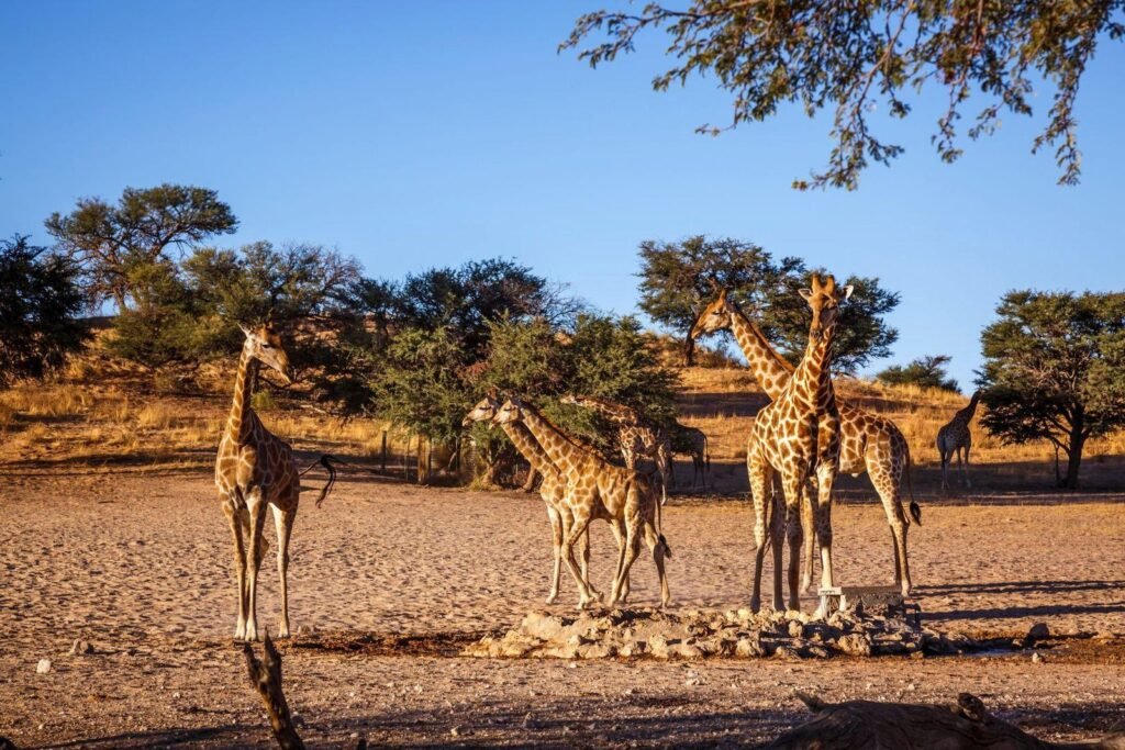 4-Day Tanzania Safari: Explore Serengeti, Ngorongoro, and Tarangire National Parks