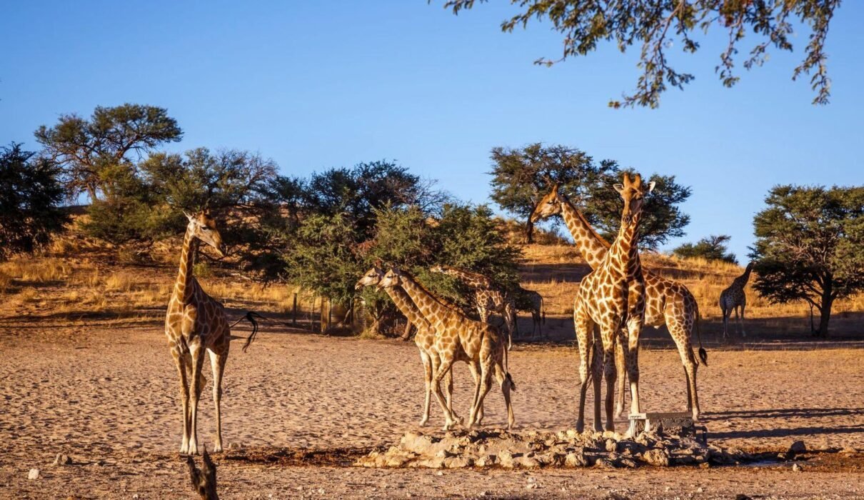 4-Day Tanzania Safari: Explore Serengeti, Ngorongoro, and Tarangire National Parks