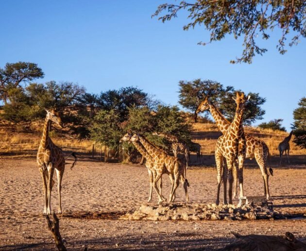 4-Day Tanzania Safari: Explore Serengeti, Ngorongoro, and Tarangire National Parks