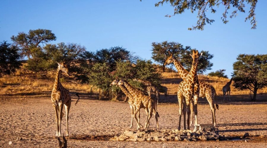 4-Day Tanzania Safari: Explore Serengeti, Ngorongoro, and Tarangire National Parks