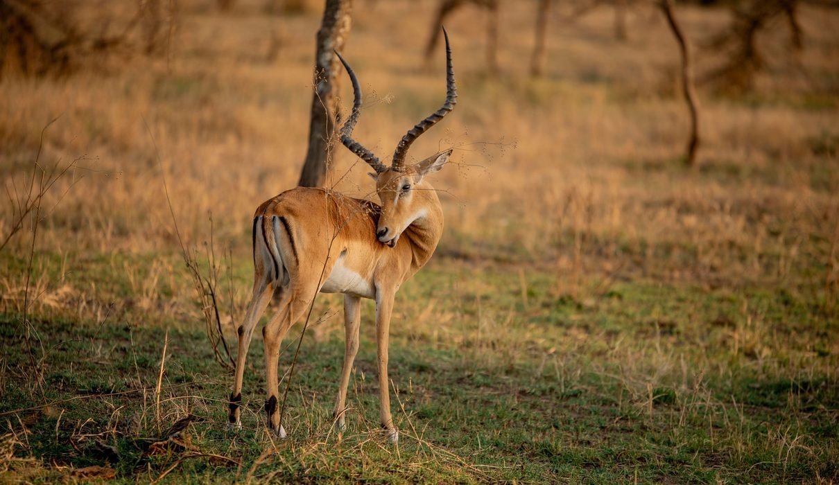 Tanzania Safari Packages in January, February, and March 2027 & 2028