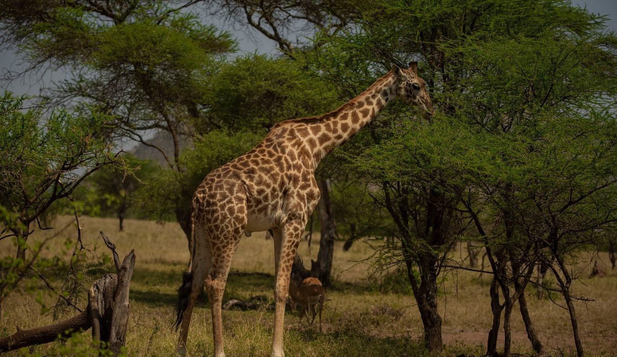 Where to Go in Africa to See Giraffes: 8 Best Safari Destinations for 2027/2028