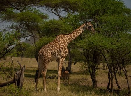Where to Go in Africa to See Giraffes: 8 Best Safari Destinations for 2027/2028