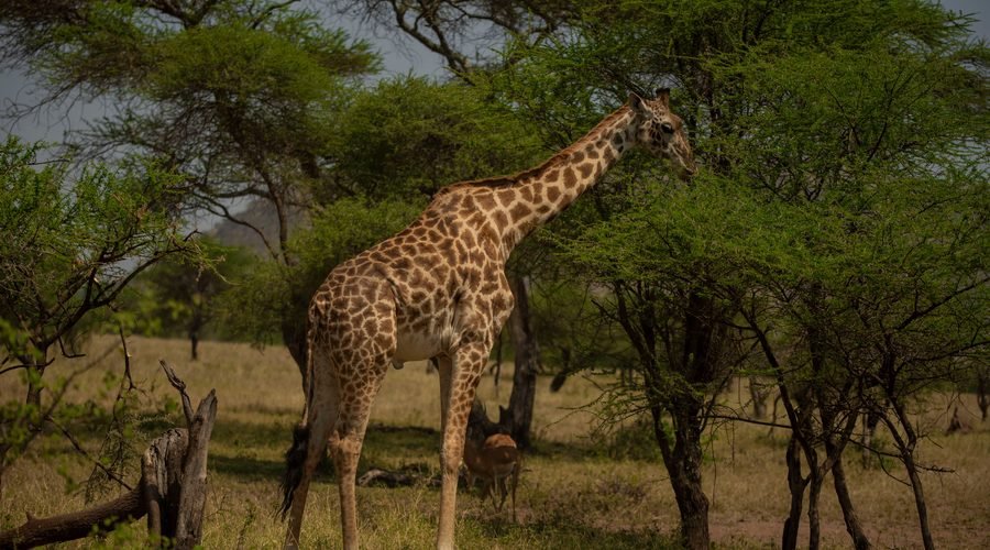 Where to Go in Africa to See Giraffes: 8 Best Safari Destinations for 2027/2028