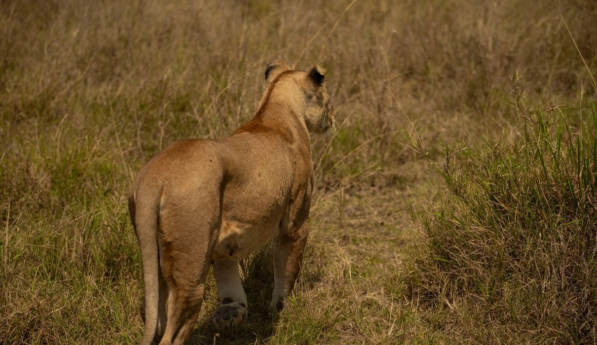 Top 5 Reasons to Go on a Tanzania Safari in 2027 and 2028