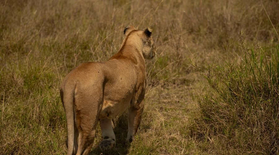 Top 5 Reasons to Go on a Tanzania Safari in 2027 and 2028