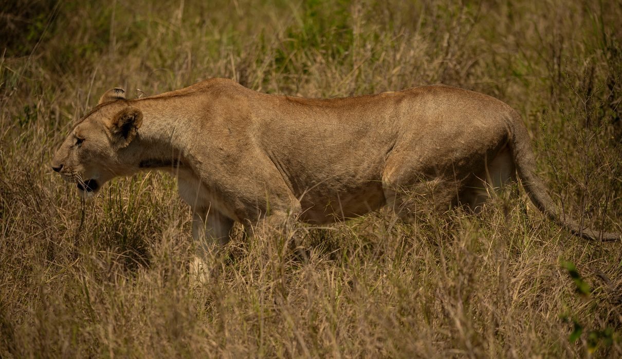 Serengeti vs Ngorongoro: Which Safari Is Better for 2027? Complete Tanzania Safari Comparison