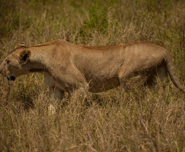 Serengeti vs Ngorongoro: Which Safari Is Better for 2027? Complete Tanzania Safari Comparison