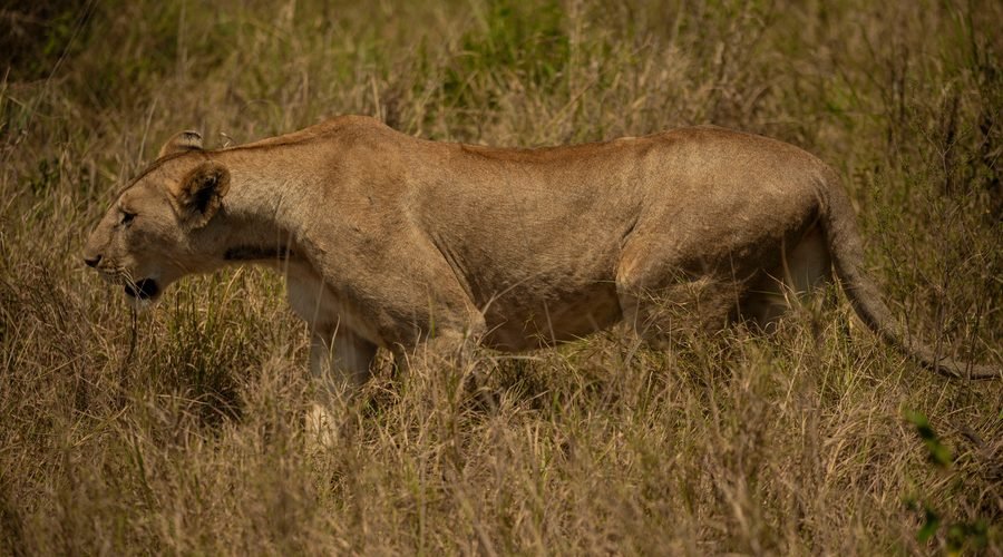 Serengeti vs Ngorongoro: Which Safari Is Better for 2027? Complete Tanzania Safari Comparison