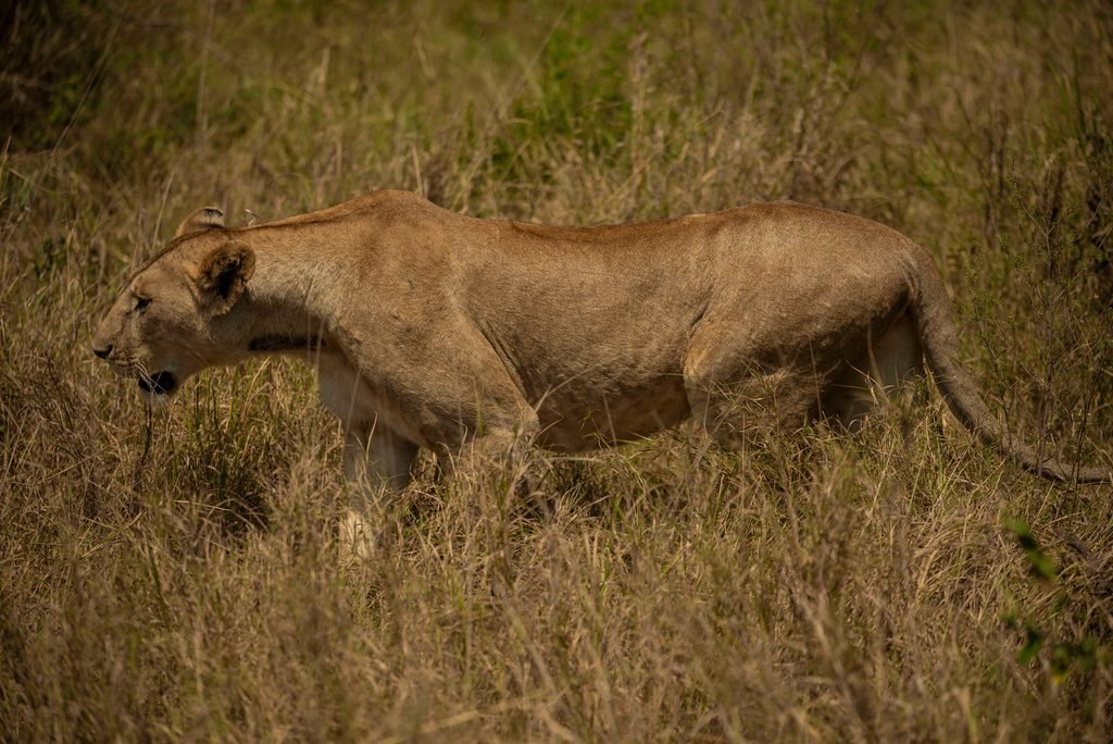 Tanzania Tour Operator Company in Arusha: Complete Safari and Travel Guide for 2027 & 2028