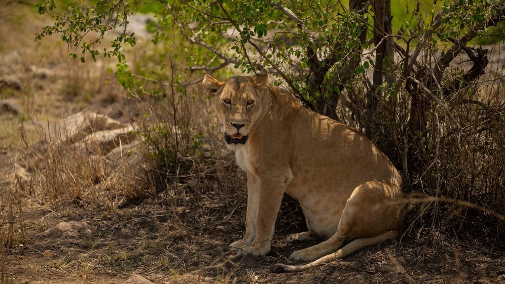 Tanzania Safari Packages in January, February, and March 2027 & 2028