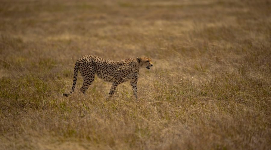 Essential Serengeti Safari Tips for an Amazing Wildlife Adventure in Tanzania