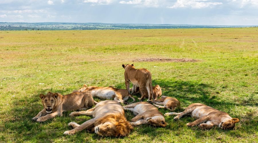 Best Months for a Tanzania Safari in 2027: A Complete Wildlife Viewing Guide