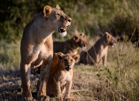 3-days Safari to Mikumi and Nyerere National Park