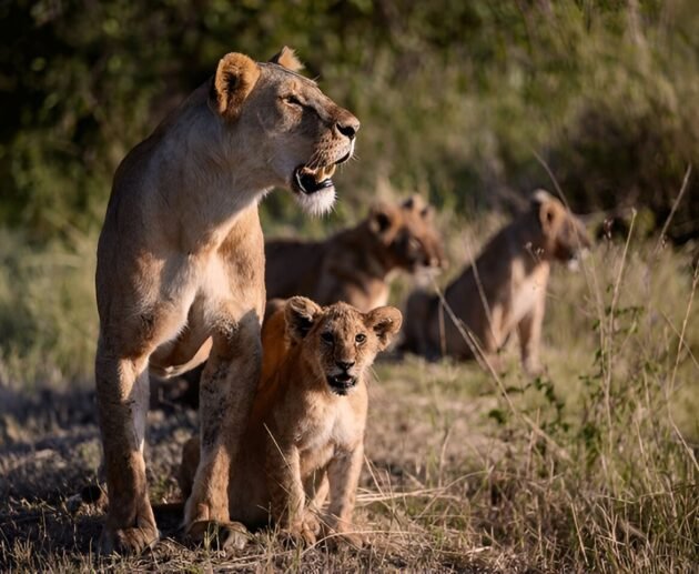 3-days Safari to Mikumi and Nyerere National Park