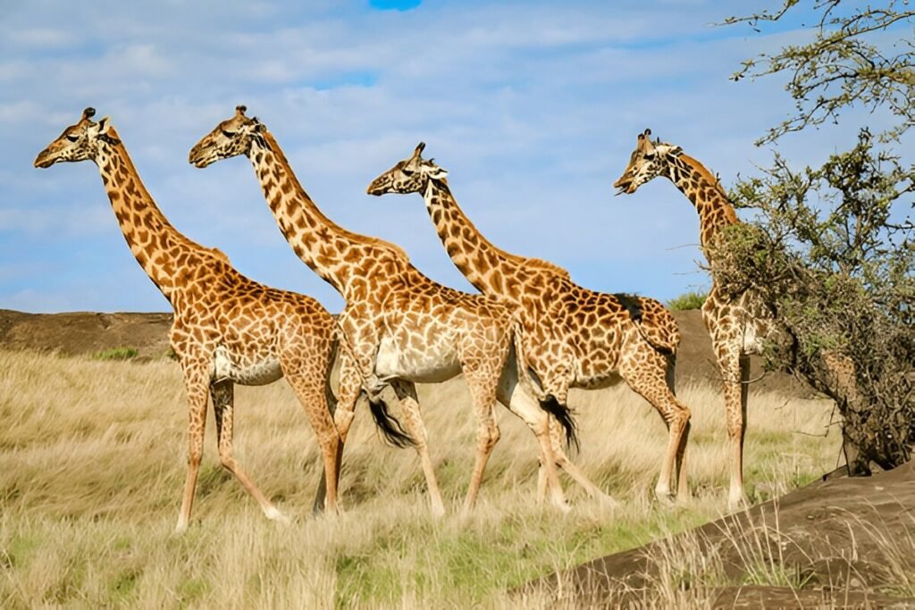 Tanzania: 3-Day Shared Safari 2025/2026 