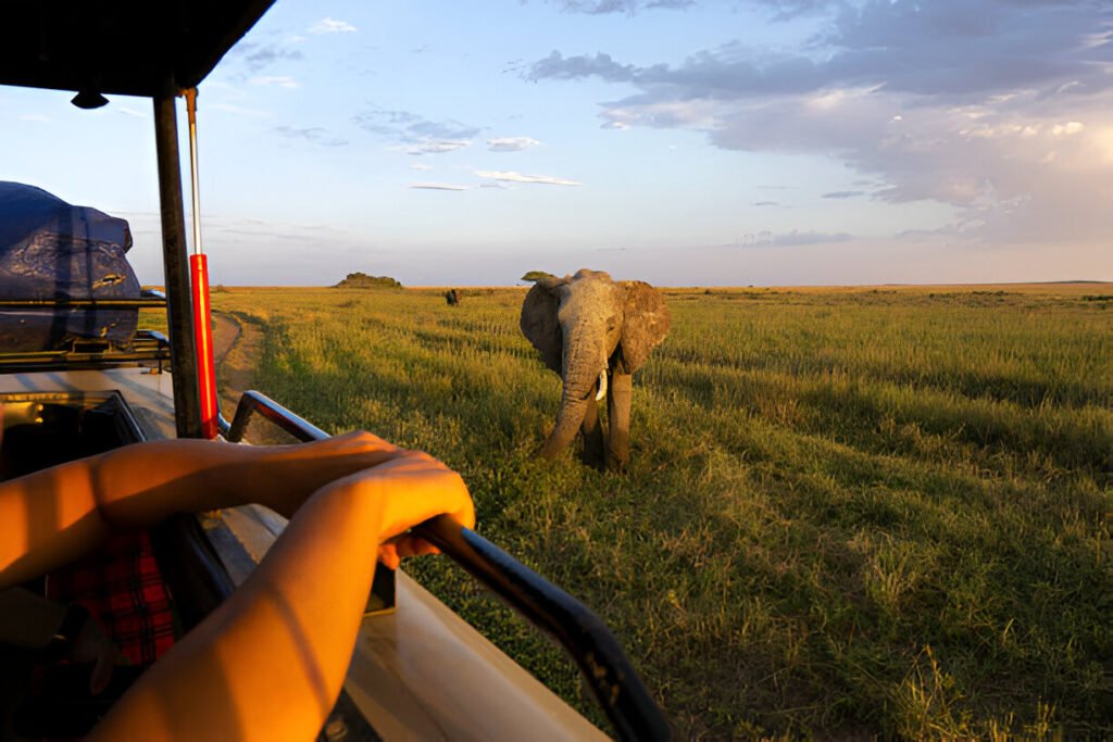 Tips on Vehicle Etiquette on Safari