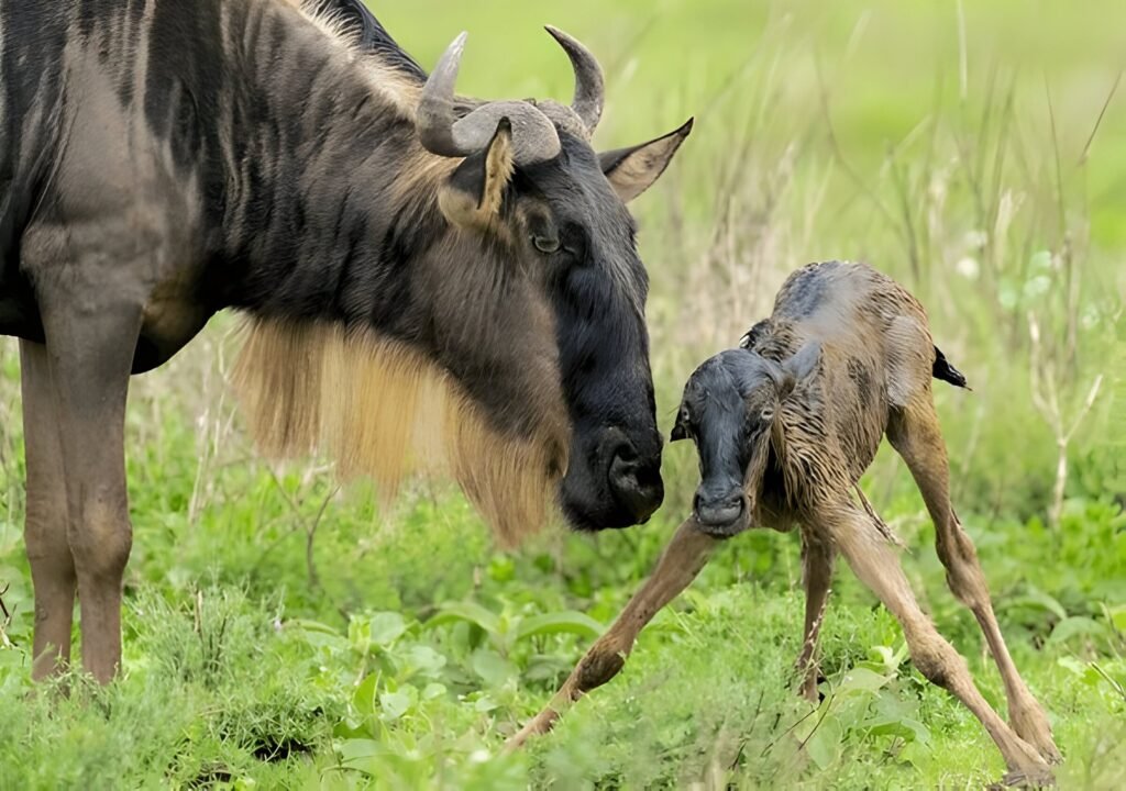 Witness the Epic Wildebeest Migration in Tanzania 2025